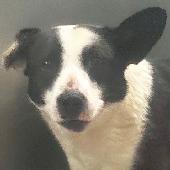 0 Pippa #26208